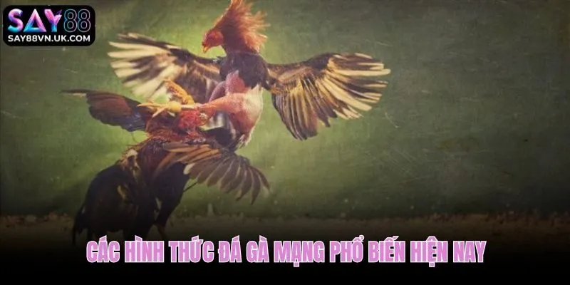 Phân loại đá gà mạng là gì theo cựa sắt, cựa dao và khu vực tổ chức