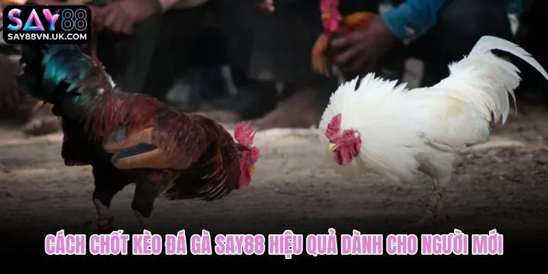Chốt kèo đá gà Say88 theo tín hiệu rõ ràng giảm cảm tính