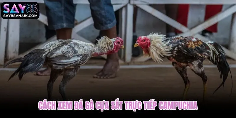 Xem đá gà cựa sắt trực tiếp từ Campuchia qua kênh CPC1 đến CPC5