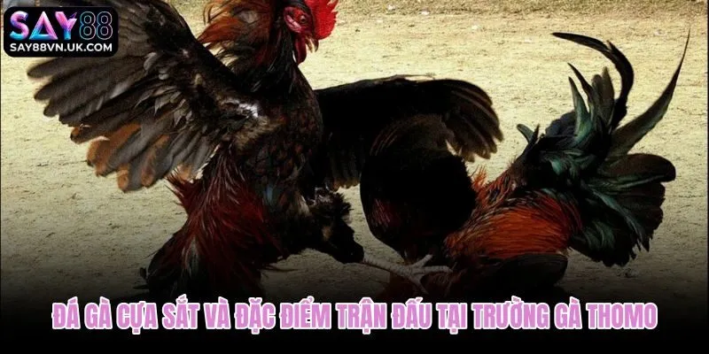 Đá gà cựa sắt tại Thomo với nhịp cao và góc ra chân đặc trưng