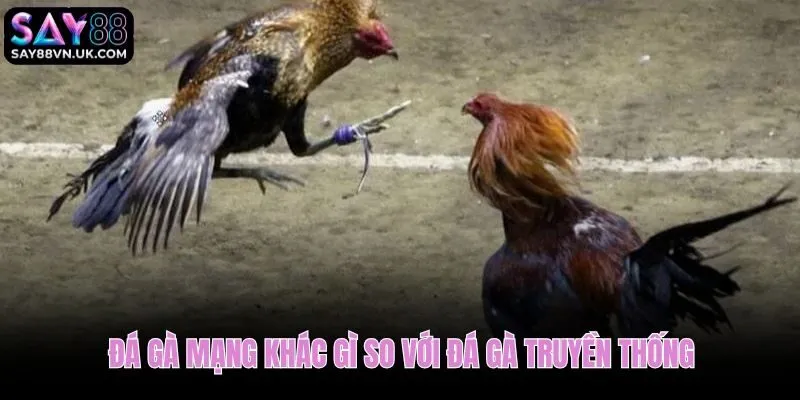 Đá gà mạng là gì khi đặt cạnh hình thức xem trực tiếp tại sới