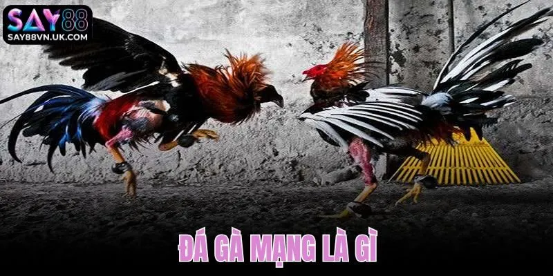 Đá Gà Mạng Là Gì