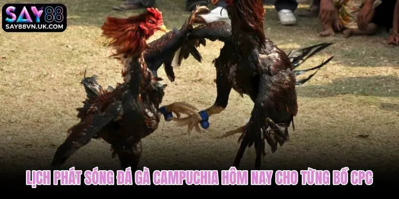 Lịch phát sóng đá gà Campuchia theo bồ CPC kèm giờ và trạng thái trận