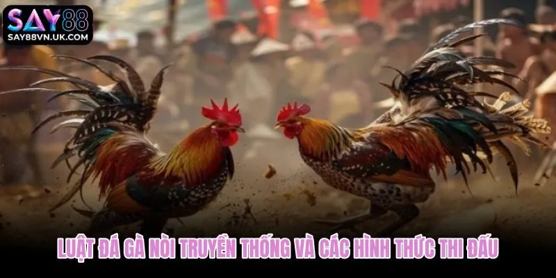 Nuôi kê đá gà nòi đúng cách từ khẩu phần đến phục hồi sau vần