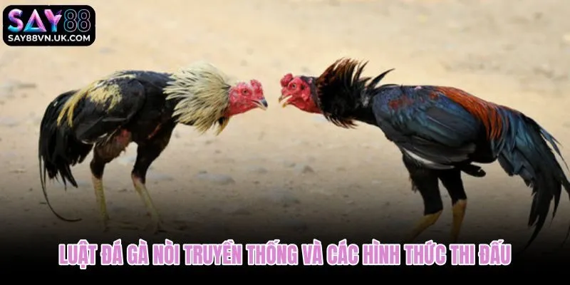 Luật đá gà nòi truyền thống với chạng kê và hồ đấu công bằng