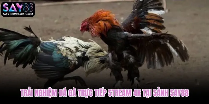 Đá gà Say88 stream 4K sắc nét từng pha ra đòn căng thẳng