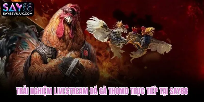 Livestream đá gà Campuchia Thomo với khung phát HD và bình luận tiếng Việt