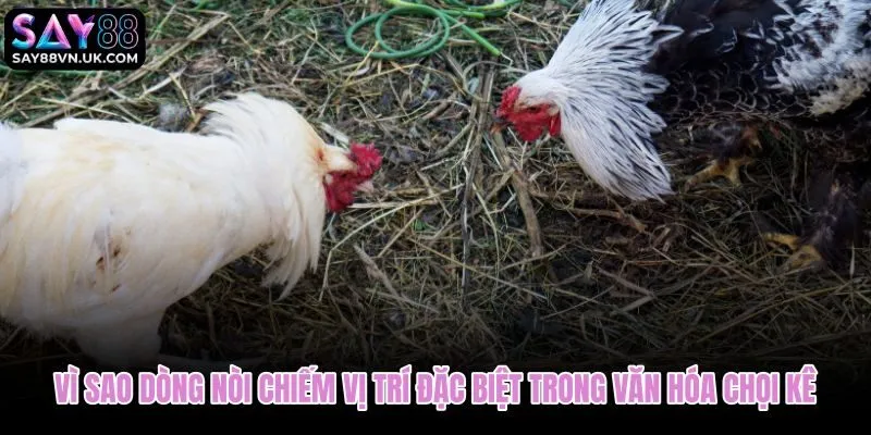Đá gà nòi và vị trí đặc biệt trong truyền thống chọi kê Việt Nam